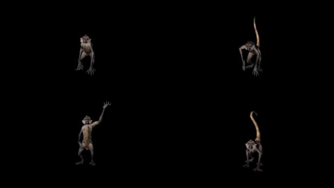 猴子攻击动画(3)