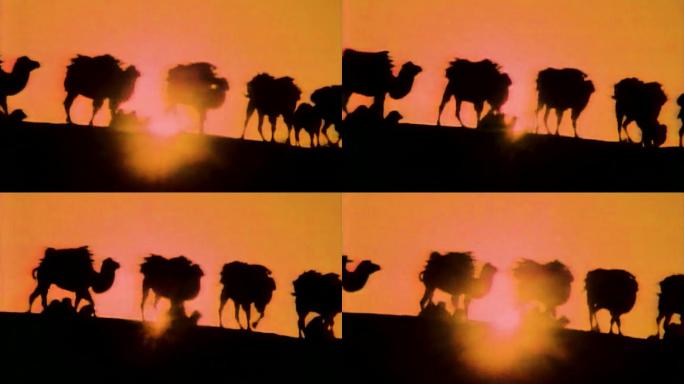 日出日落骆驼