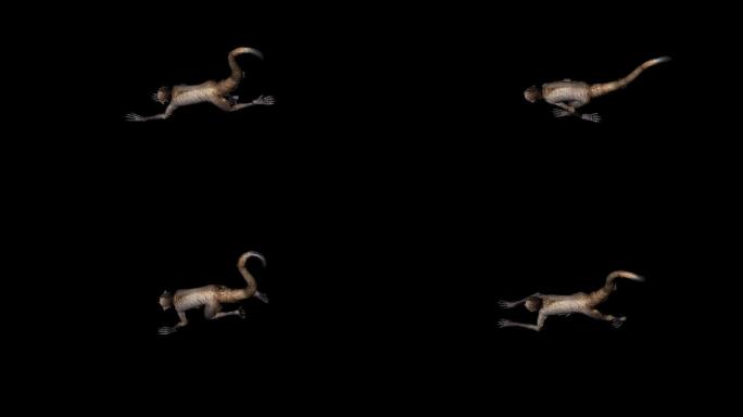 猴子走路奔跑动画(6)
