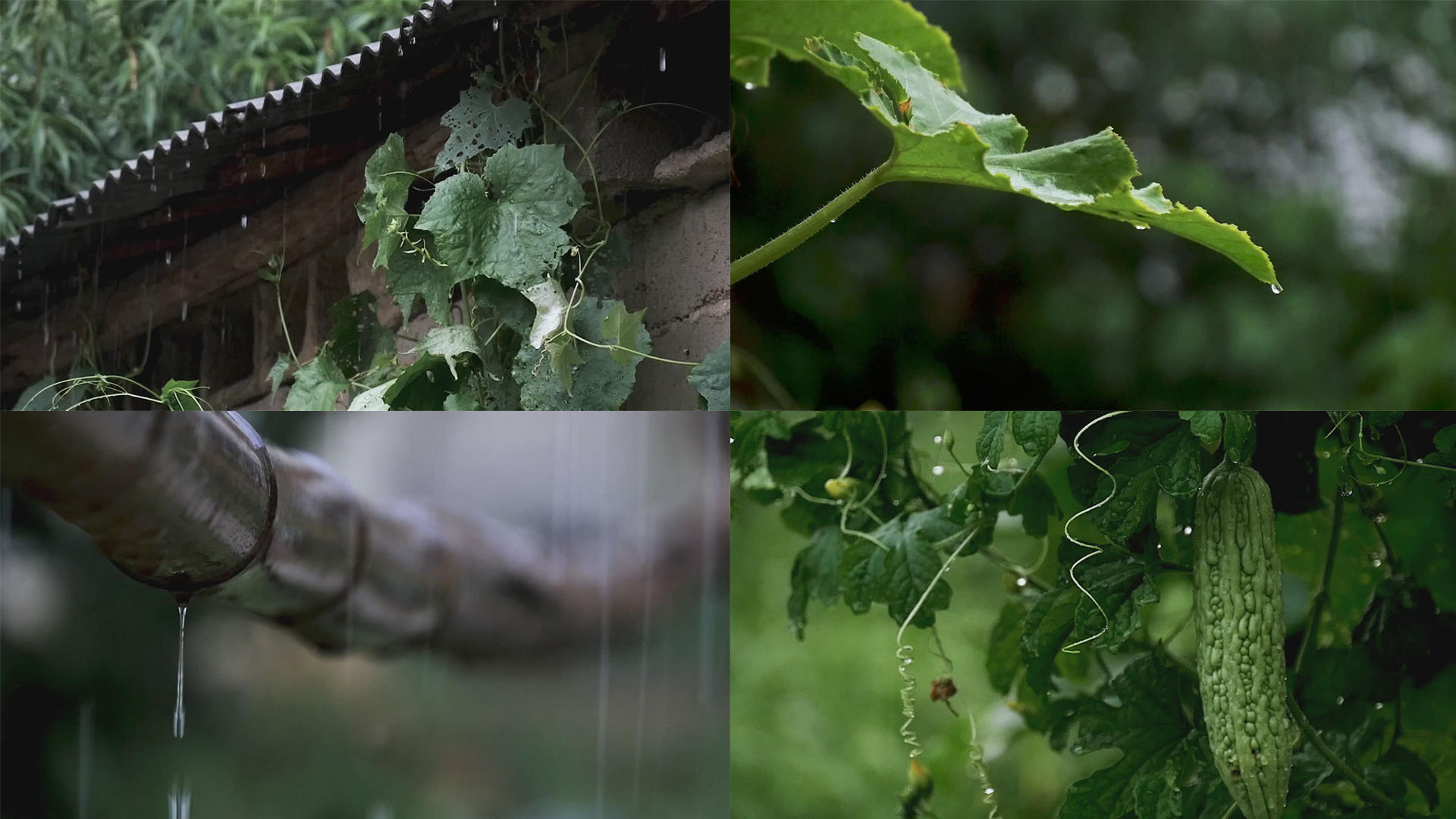 雨景 19x1080 高清视频素材下载 编号 实拍视频 Vj师网www Vjshi Com