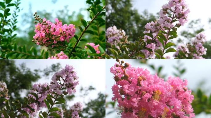 春天鲜花花朵丁香花树枝枝条