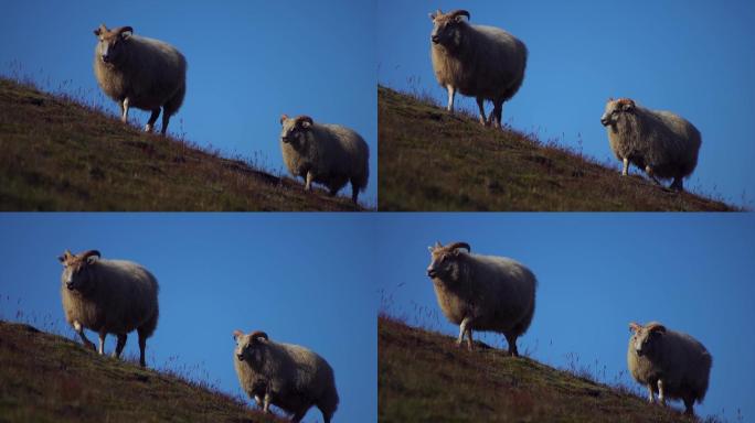 山坡上的羊群近景特写