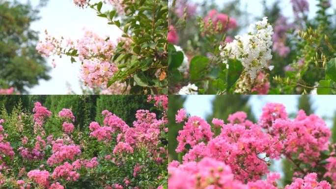 春天鲜花花朵丁香花树枝枝条