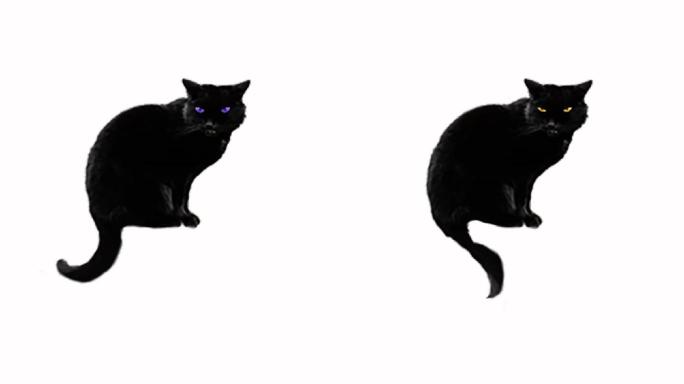 带通道黑猫动画万圣节元素视频素材