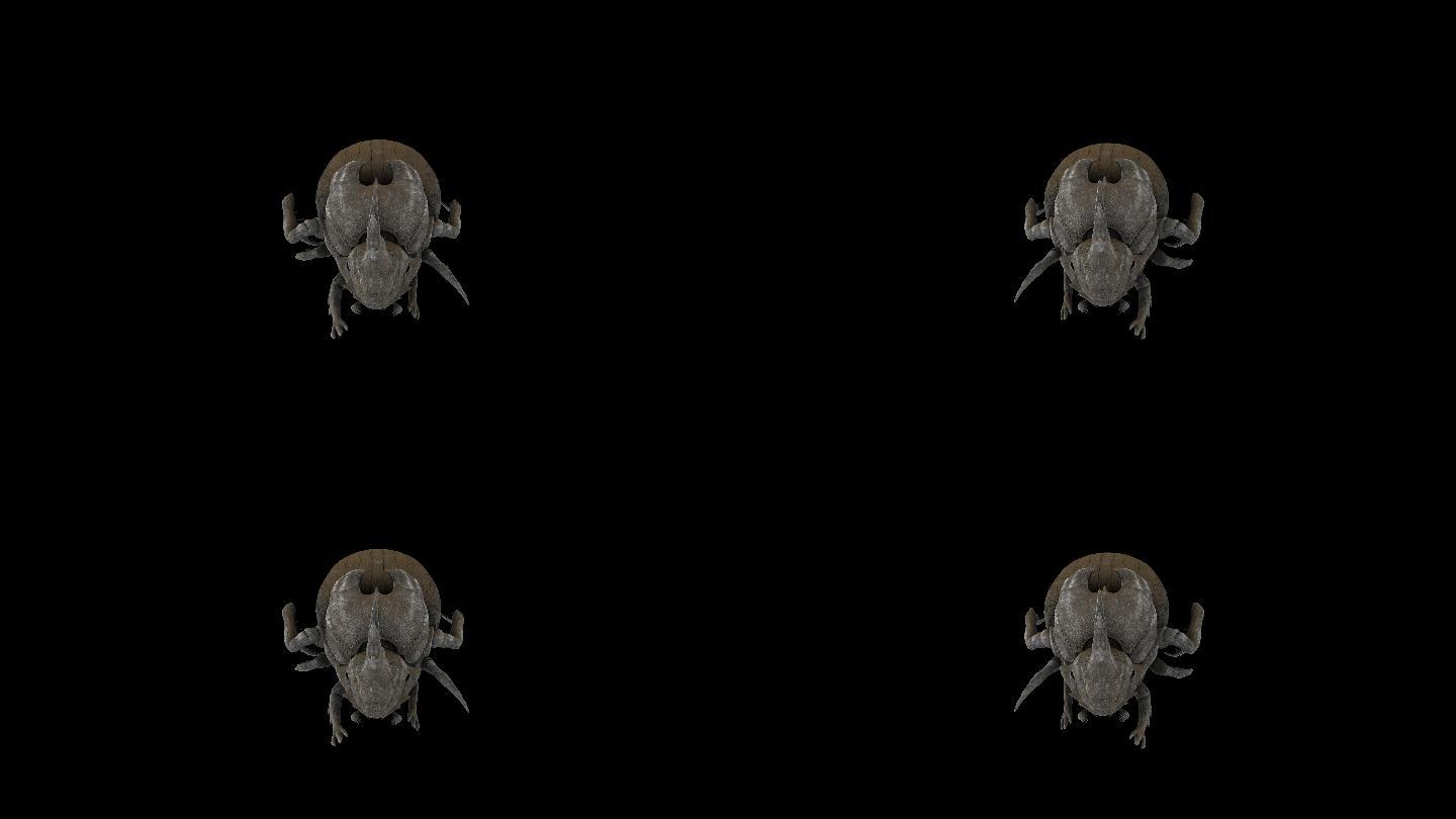 甲虫走路奔跑动画(5)