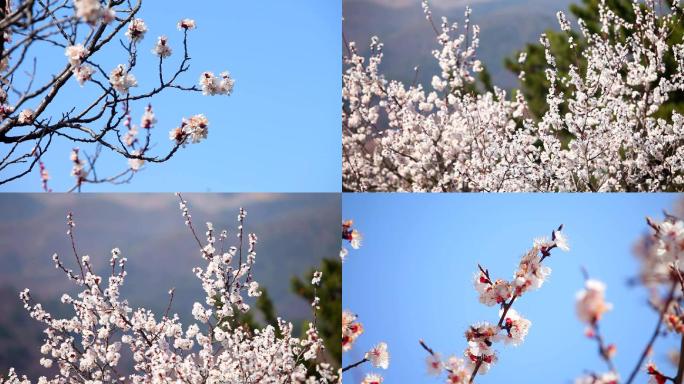 春天的桃花