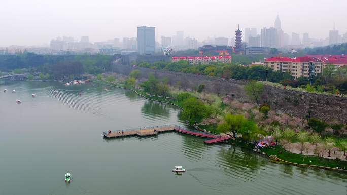 台城樱花