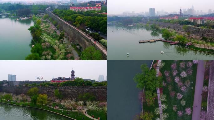 台城樱花