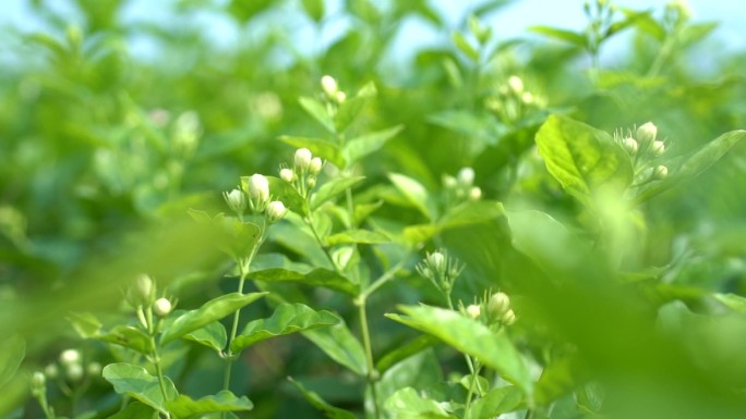 茉莉花花朵花苞