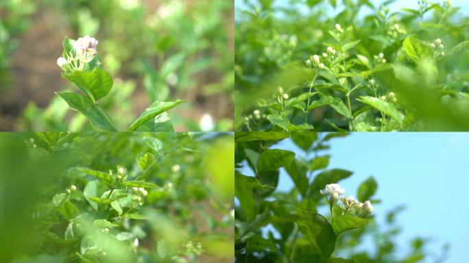 茉莉花花朵花苞