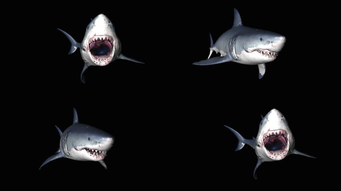 鲨鱼动画(3)