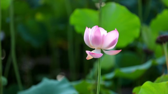 荷花池荷塘夏季