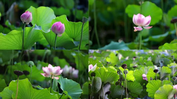 荷花池荷塘夏季