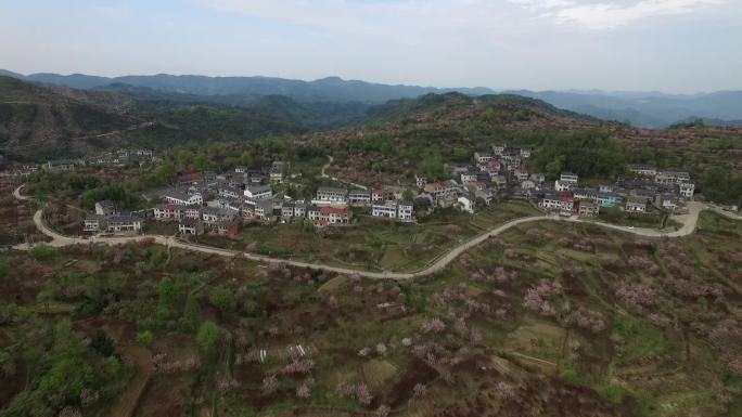 大岚樱花基地航拍