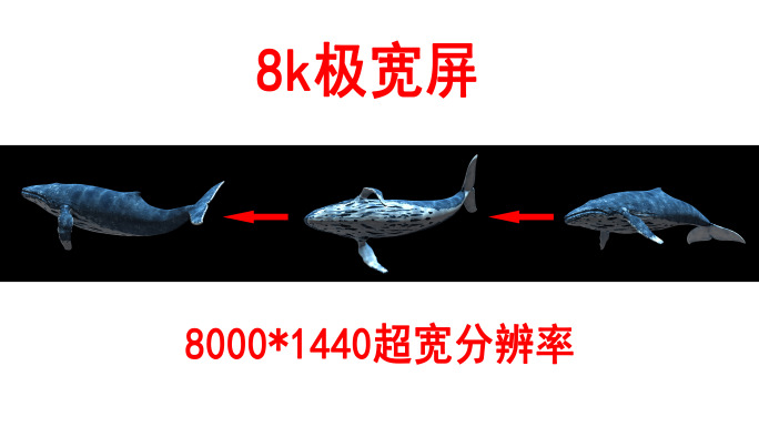 鲸鱼8k超宽屏（01）-alpha通道