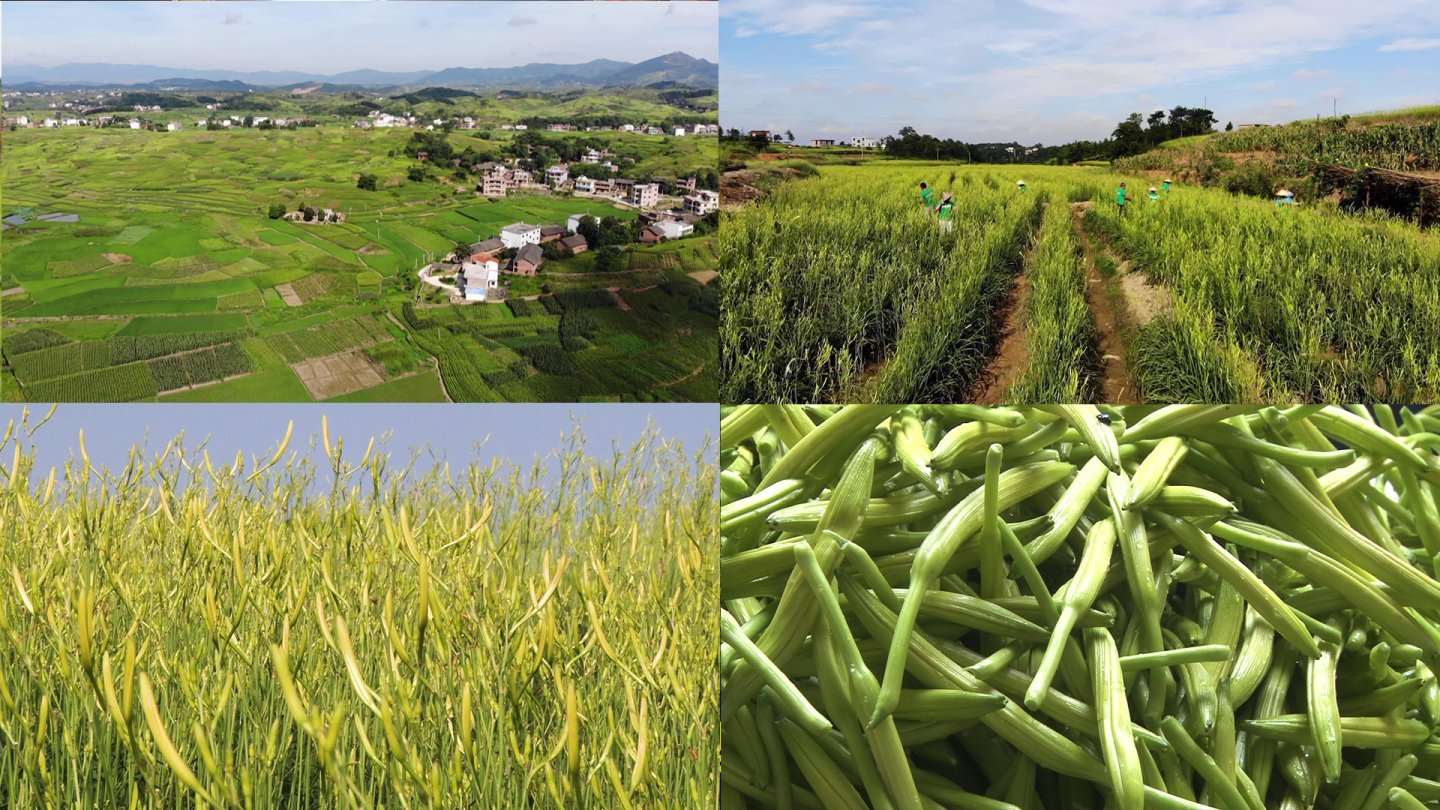 航拍漫山遍野黄花菜