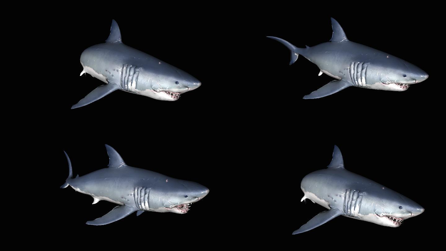 鲨鱼动画(5)