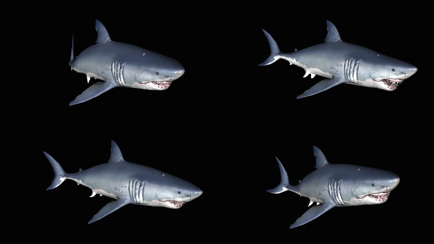 鲨鱼动画(1)