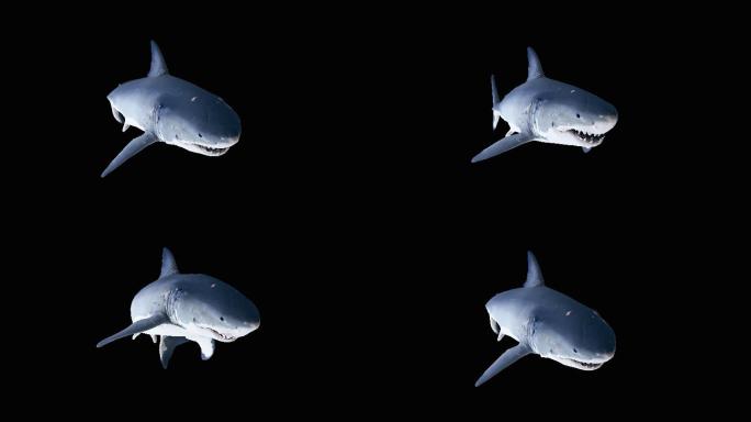 鲨鱼动画(9)