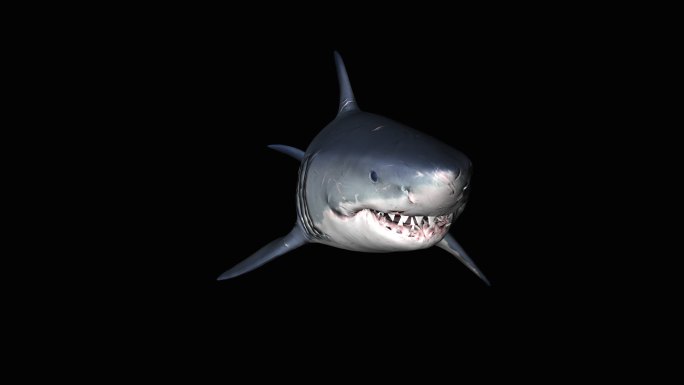 鲨鱼动画(7)
