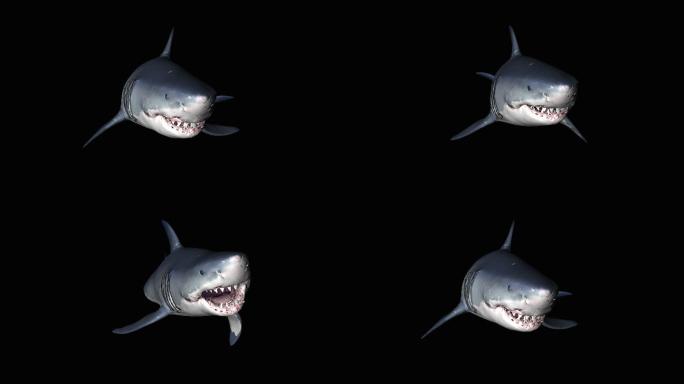 鲨鱼动画(7)