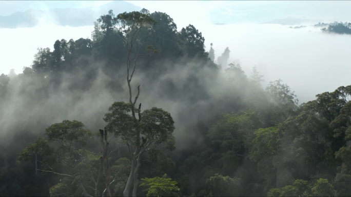 热带雨林亚马逊原始森林航拍