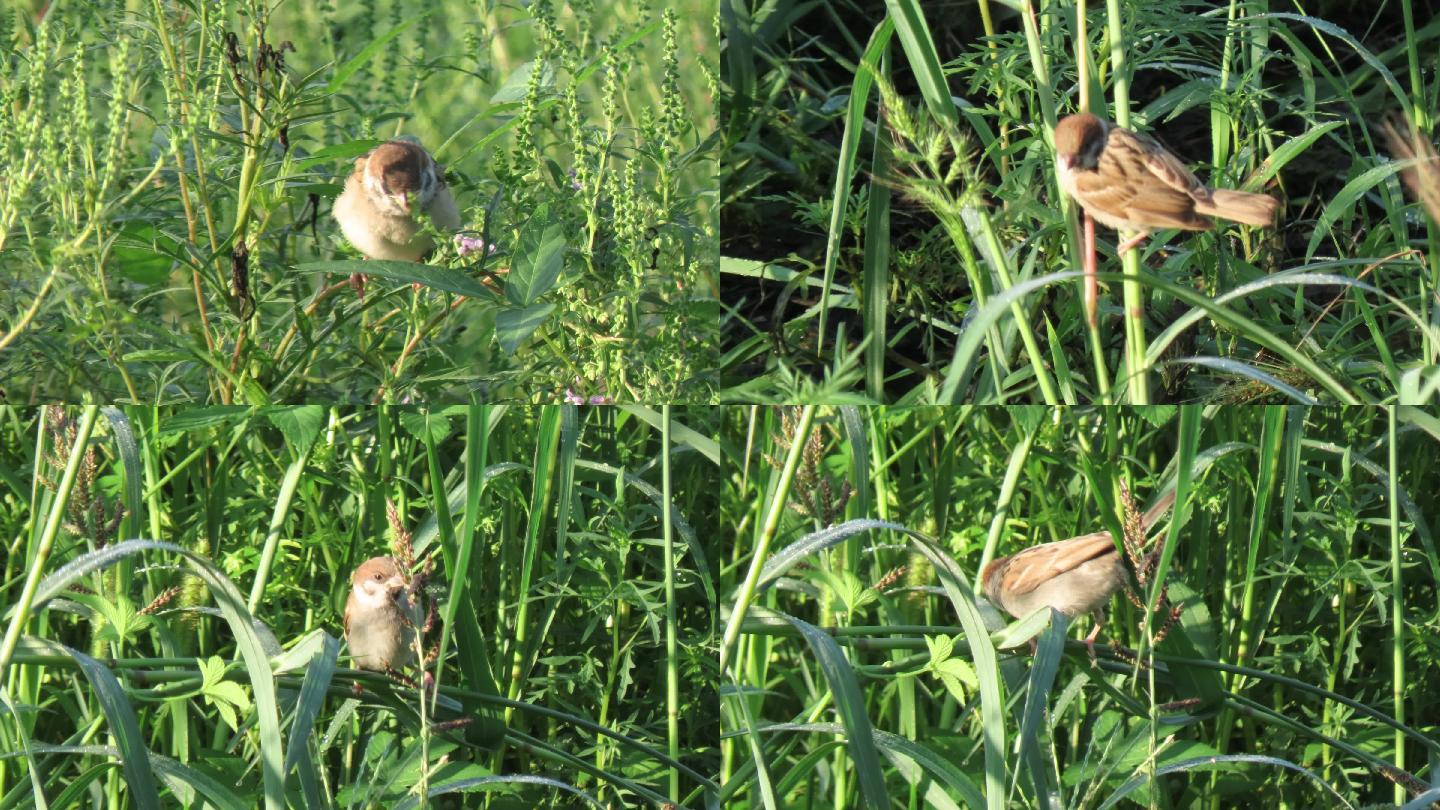 麻雀在草丛中啄食草籽4k