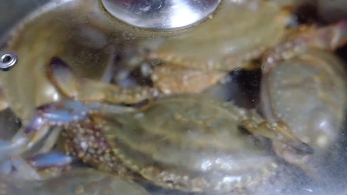 螃蟹活蟹梭子蟹海蟹蟹子清洗