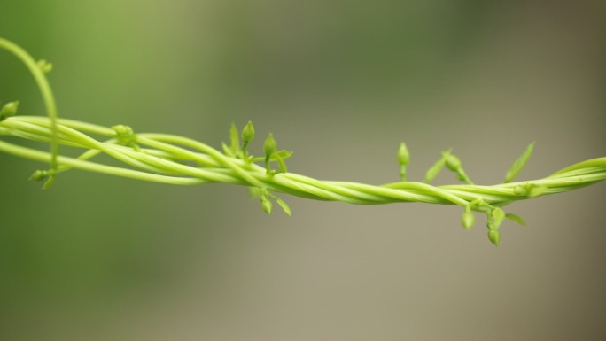 藤蔓类植物