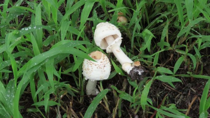 阴雨天草地蘑菇4k