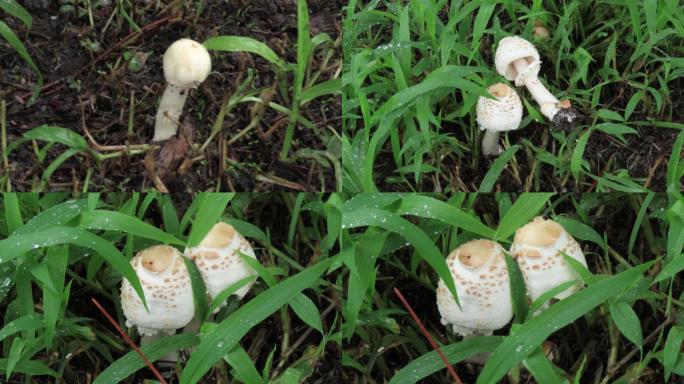 阴雨天草地蘑菇4k