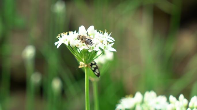 4K花朵蜜蜂绿色清新自然绿叶白花