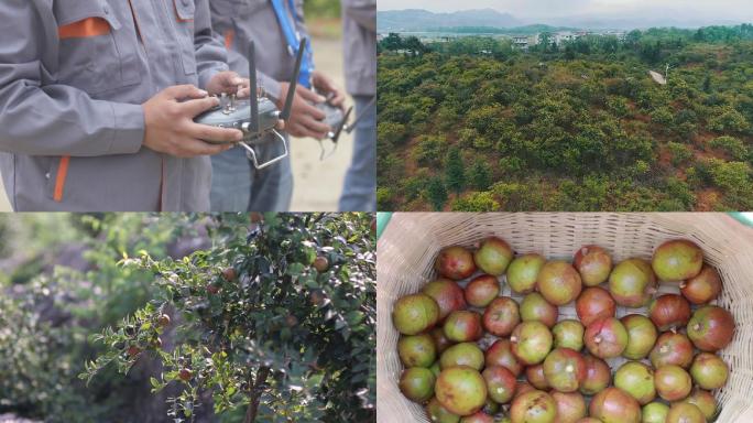 油茶无人机施肥