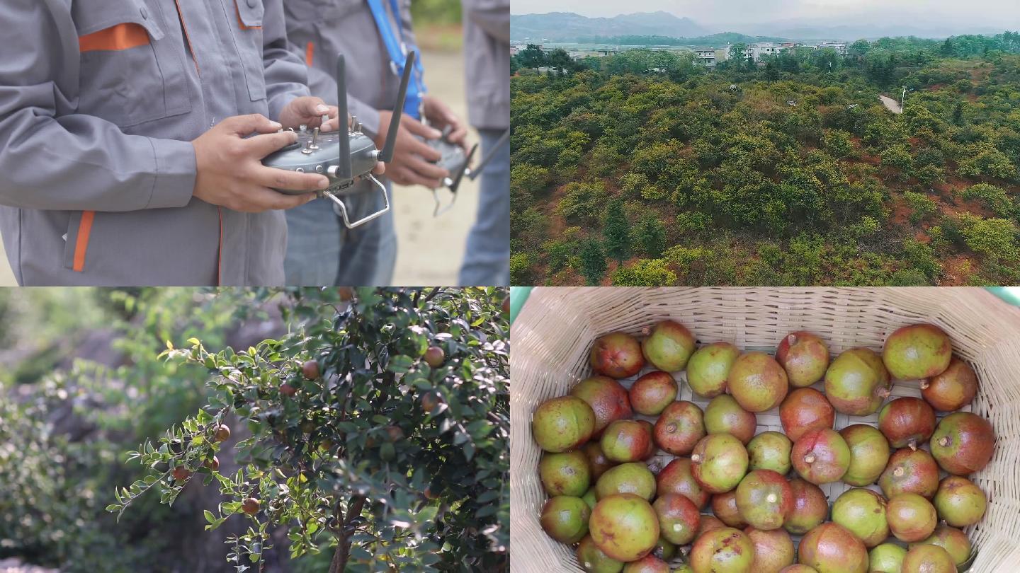 油茶无人机施肥