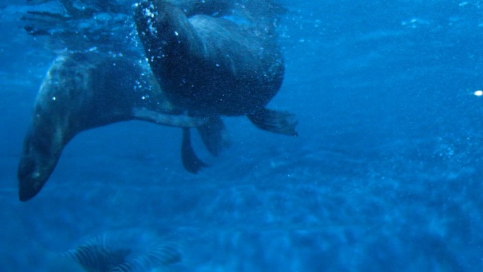 海豹海狗动物海豹特写海狗特写