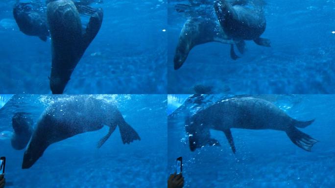 海豹海狗动物海豹特写海狗特写