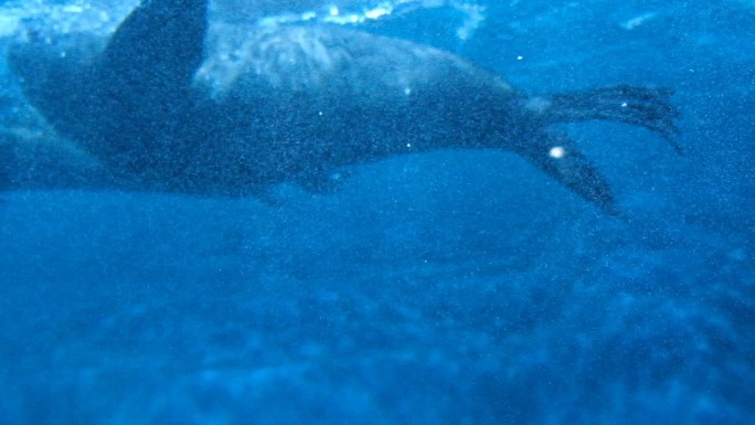 海豹海狗动物海豹特写海狗特写