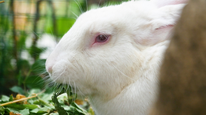 大白兔吃草