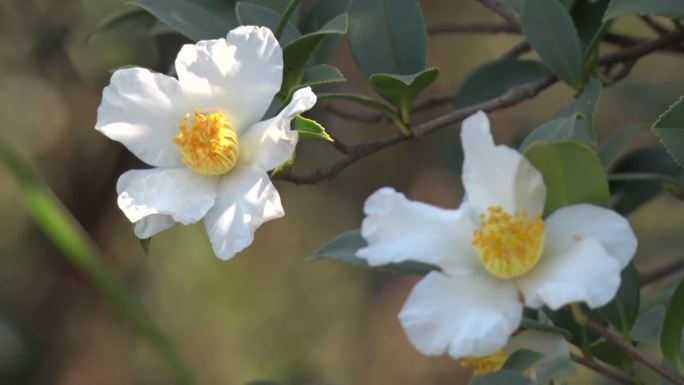 衡阳油茶