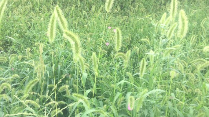 实拍植物野草狗尾草高清视频