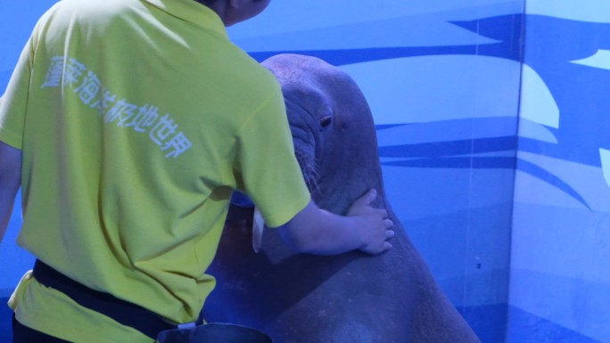 海狮海洋水族馆海洋馆动物园马戏