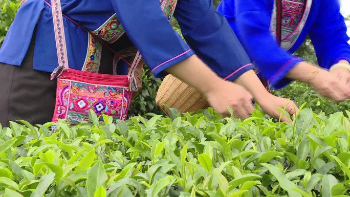 广西三江侗族妇女上山采茶