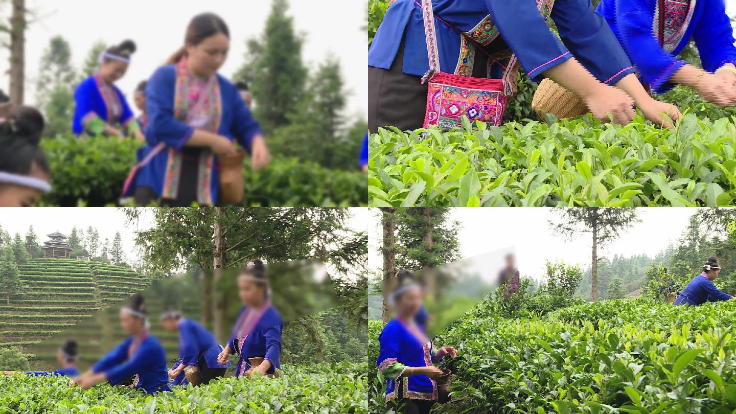 广西三江侗族妇女上山采茶