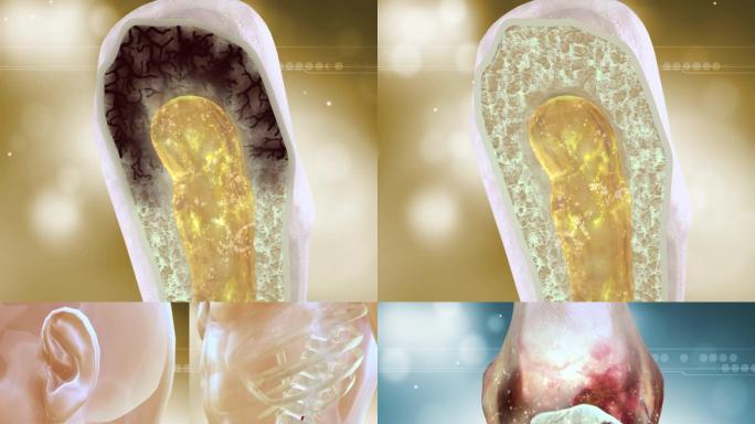 药物进入人体骨骼内部