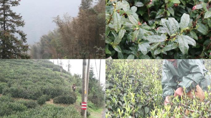 下雨天采茶茶叶特写远景安顶山