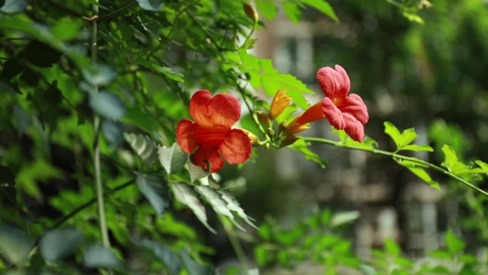 高清实拍凌霄花