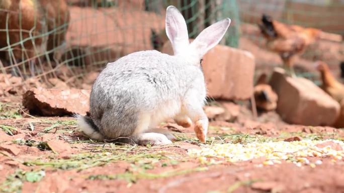 兔兔子小白兔大白兔长耳兔60p