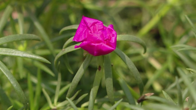 蜜蜂钻进花朵中