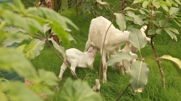 丛林中的小山羊