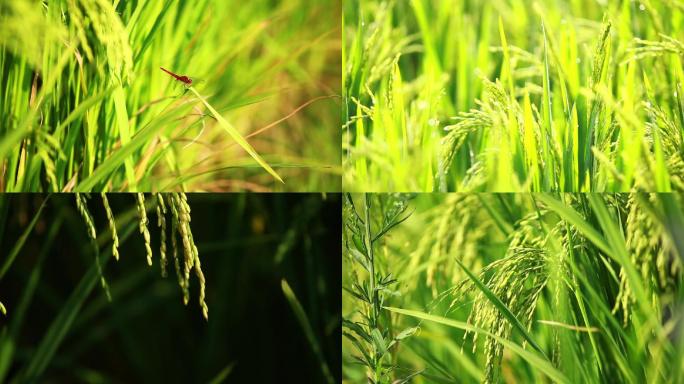 金黄色的稻田,水稻上的露水,风吹草动